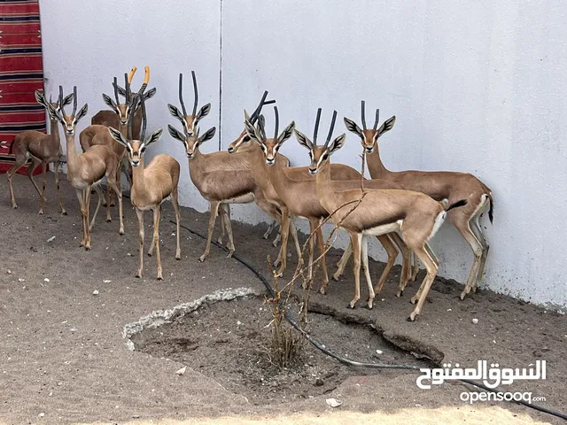 الغزال العربي ( الديماني)