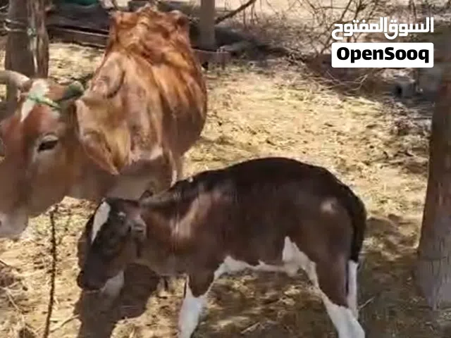 ابقار الدار فرصه ذهبيه