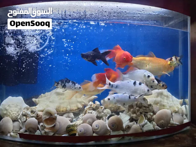 اسماك الزينه 13 حبه مع حوض و فلاتر ماشاء الله تبارك الله