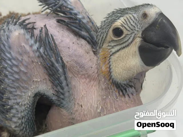 فرخ بغبغاء مكاو للبيع