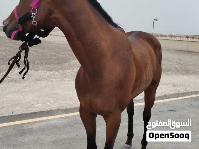 للبيع حصان ثربرد سليم العمر 6 سنوات
