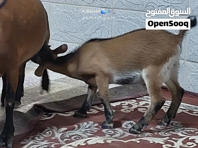 ماعز القزم