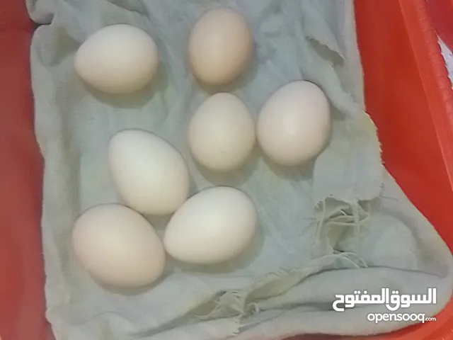 السلام عليكم عندي هاذا بيض ملقح كامل شرط فحص 15بيض مال دجاجه عرب