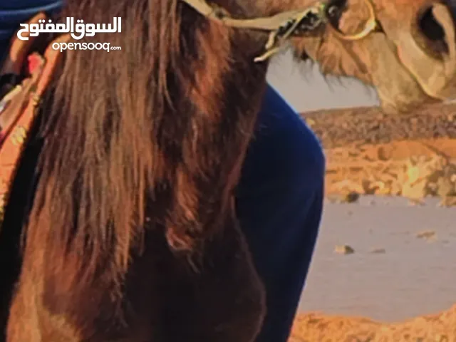 حصان عربي العمر ثلاث سنوات