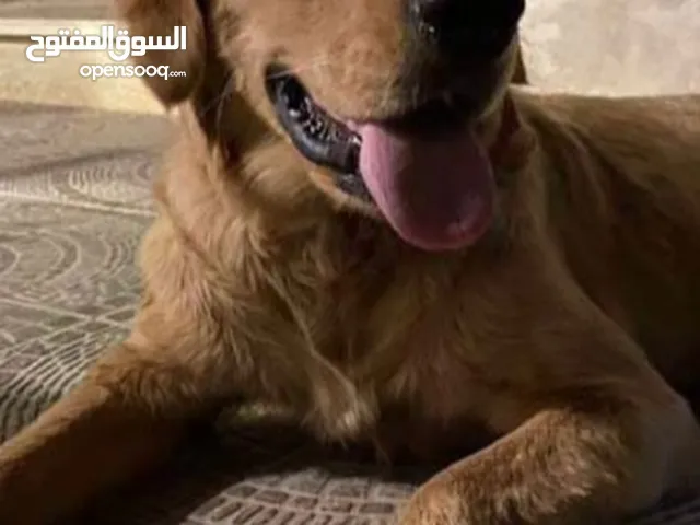 كلب جولدن ريتفر صحه وجمال ومستوى كلب مدرب +أليف + مطعم جميع المطاعيم أقل سعر والسعر قابل للتفاوض