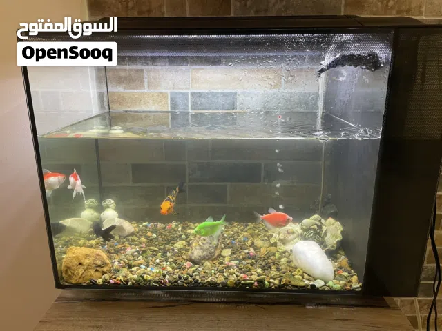 حوض اسماك للبيع مع كامل اغراضه والمنظفات وتحاليل المياه ويوجد فيها خمس سمكات كبار وسمكتين صغار