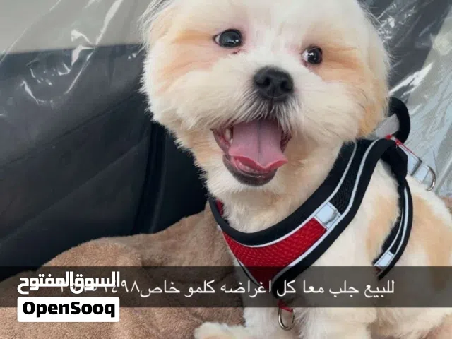 اسم الجلب كوكي