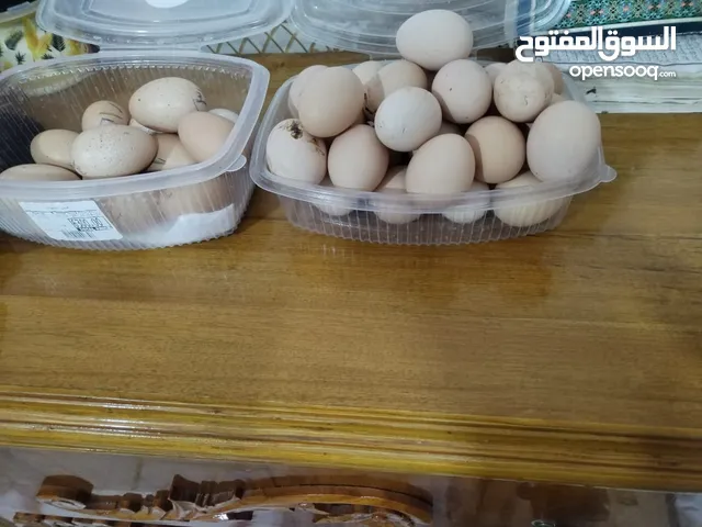 بيض دجاج كتوره و بيض عرب