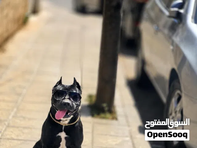 كلب بيتبول بلاك نوز حبه انتاج بسعر مغري