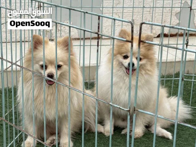 بومارينيان