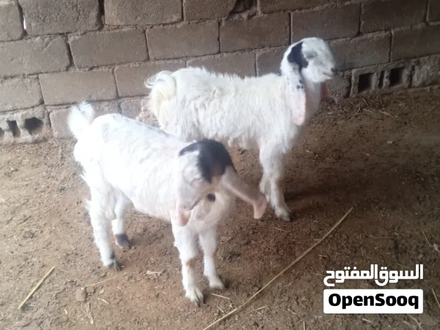 صخول شاميات حلوات نيثه وفحل مالت بيت للبيع