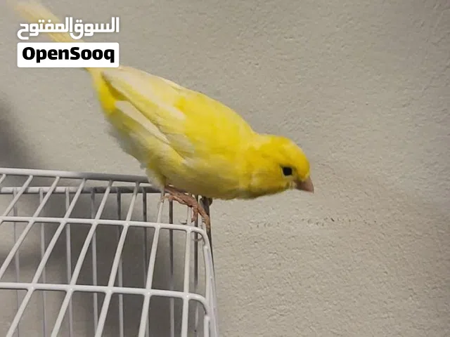 زوج كناري  سوري