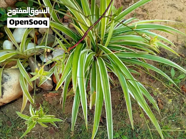 مشتل بيتي.. نباتات زينة داخلية وخارجية وأشجار زينة وأشجار مثمرة.. اسالونا عن العروض