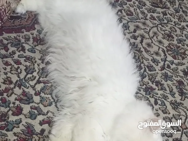 قط شرازي للبيع للبيع غير موذي