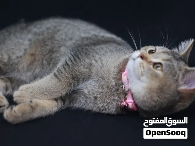قطة أنثى سكوتش ستريت بيور مميزة و وطاقتها عالية لللعب ، بعمر 8 شهور