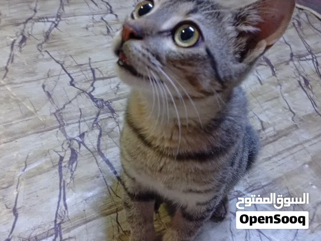 قط ذكر اليف