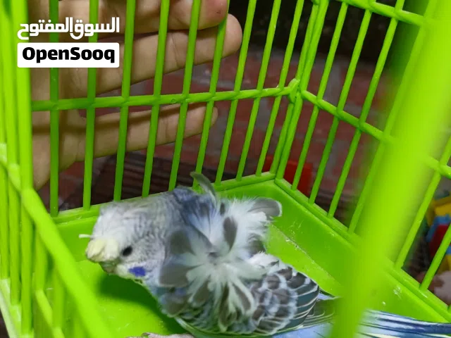 نتايه اوبلاين فلل كتفين