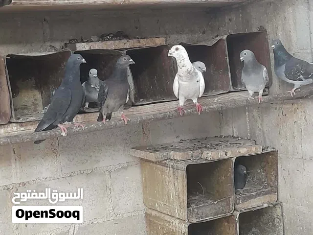 حمام انواع