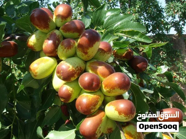 اشجار بيتيه
