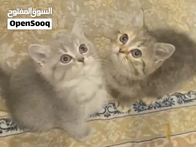 ذكر وانثى سكوتش