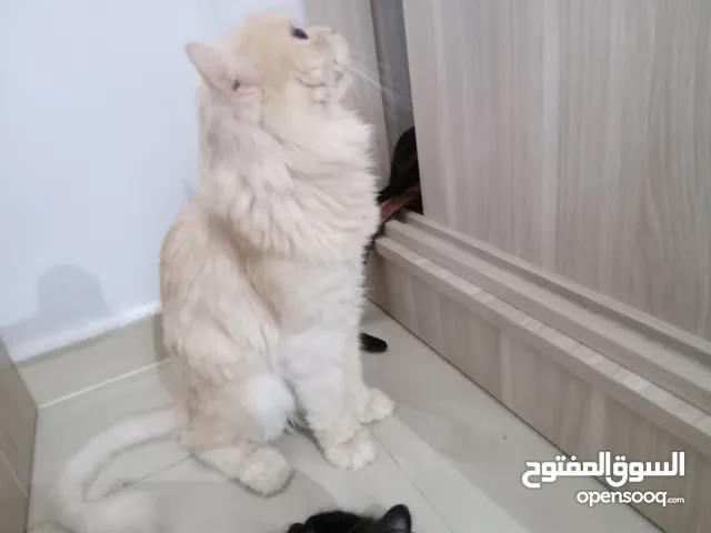 half Persian half British short hair cat for adoption (free)