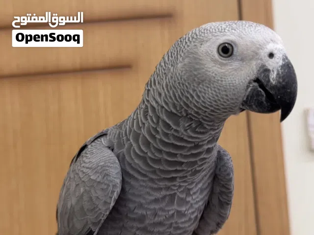 ببغاء كاسكو ربي ايبارك صفّارة وصحة ونشاط