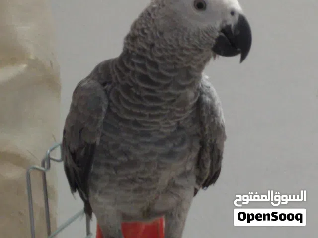 ببغاء صغير للبيع