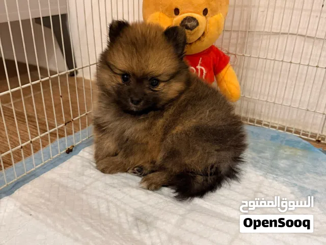 بومرينيان بيور Pomeranian pure
