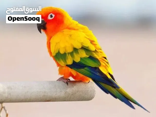 صن كنيور اليف و هدد للبيع