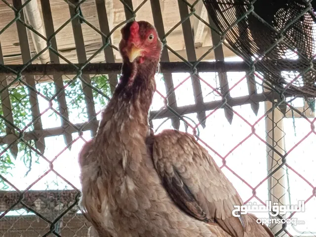 An foreigner breed fighter chicken.