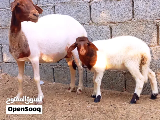 نعجه وطنية تحتها حوليا تبارك الرحمن