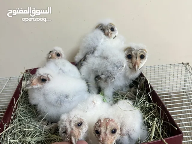 فروخ البوم baby owls