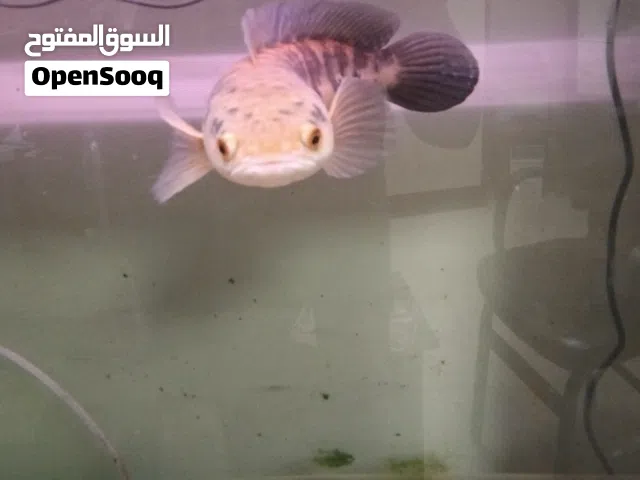 سمكة سنيك هيد مميزة