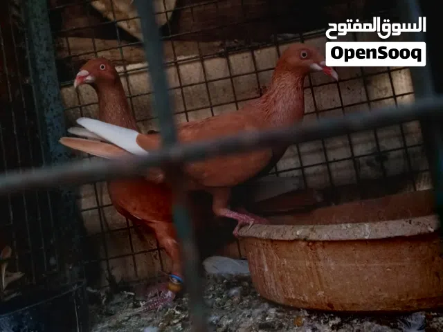 متاح الجواز والفحول طيور حمام