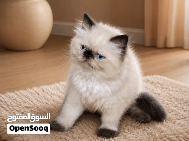 راغدول سيل بوينت