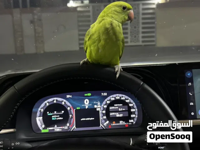 فرخ دره للبيع