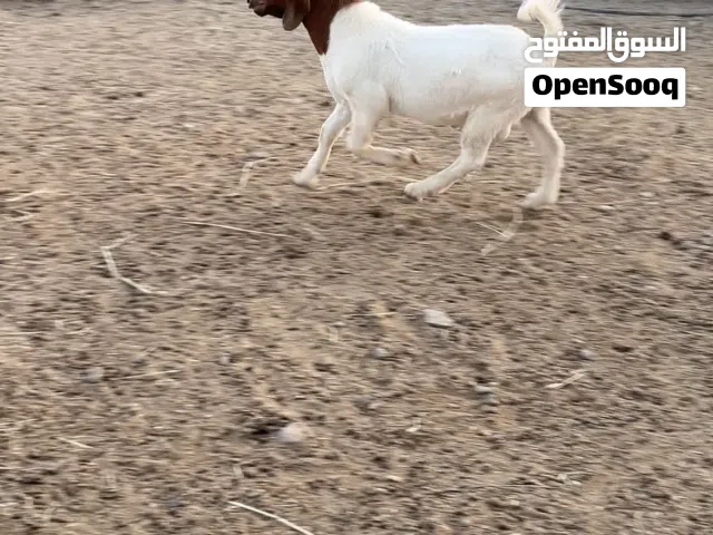 للبيع تيس برقوت اصل مستوى طيب الي يباه حال فحل