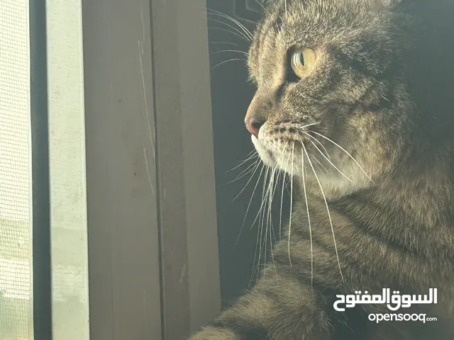 قط بريتش للبيع