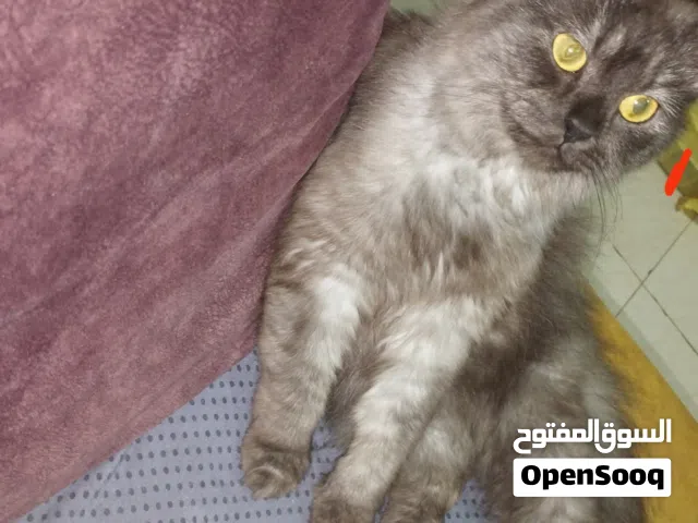 mix breed mama cat for sale