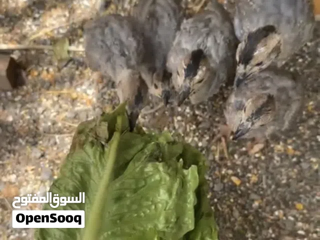 فروخ الحجل(الشنا)وفروخ صفارد بكستاني الشنا الفرخ الواحد ب 20 ريال من لاخر والصفارد الحبه5 ريال اخر