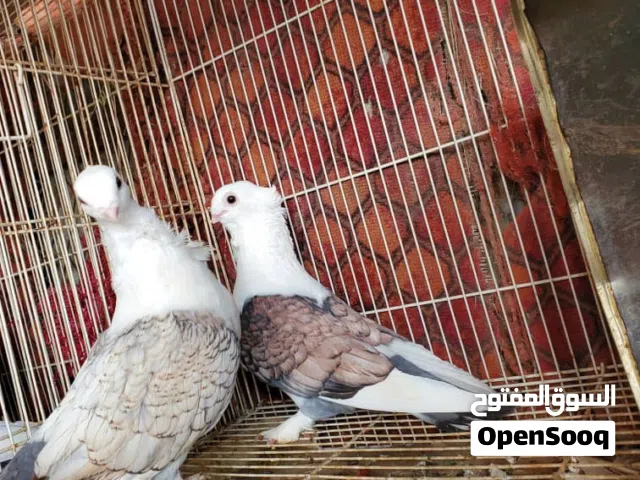 زوج حمام عربي أصول مستوى حالي جدا جدا جدا جدا مضمونات منتجات صحيات على الشرط   متجر ابو هاشم الافضل