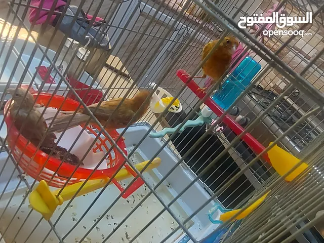 جوز كناراي