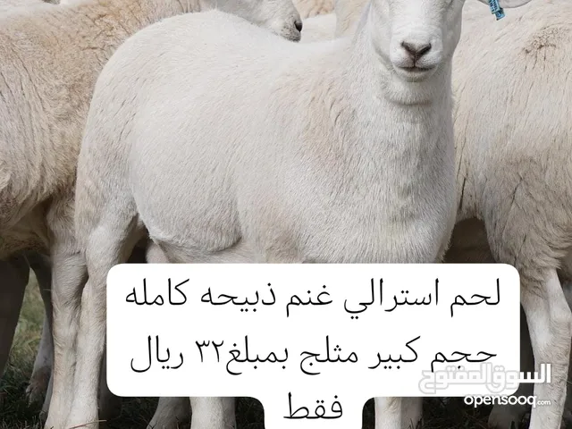 لحم استرالي