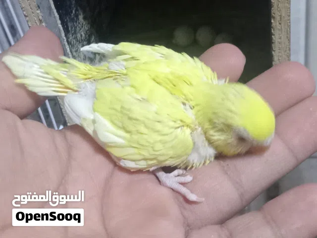 زوج هولندي