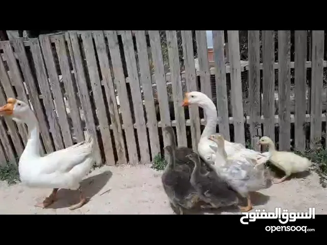 جوز وز روسي مستورد معه فرخ ابنه و4فراخ بلديات