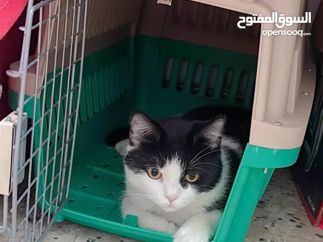 Free cat Adoption 1 year old Male Persian Cross