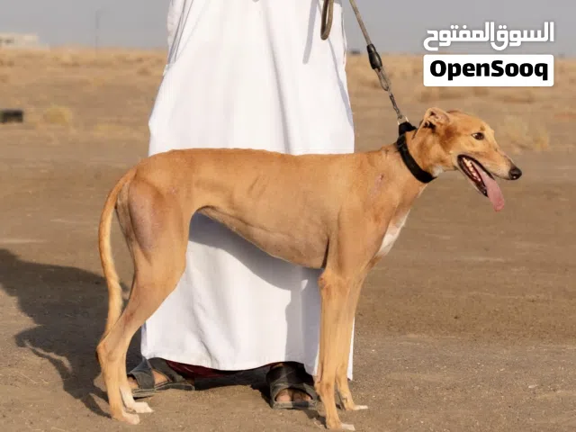 أنثى سلق ريس
