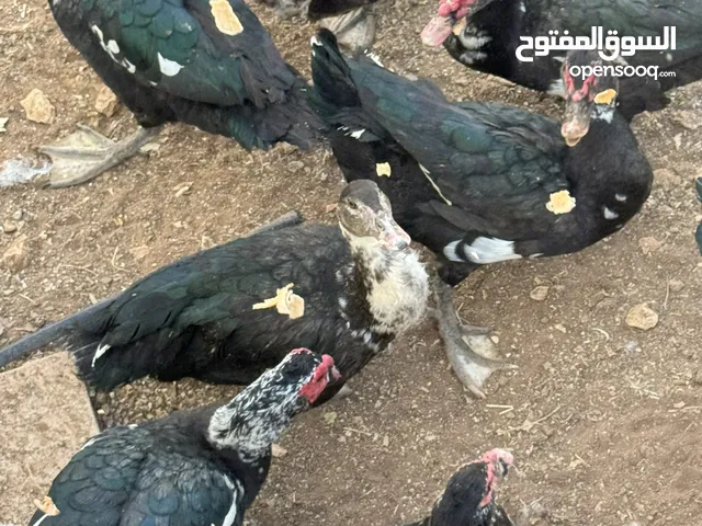 بط للبيع مسكوفي