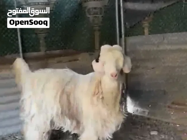 للبيع عتود مخصاي ماشاء الله سمنه طيبه