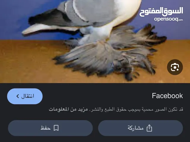 مطلوب ذكر سؤالوه